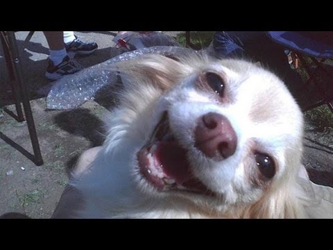 Best Funny Animal Videos Compilation #2 (2013-2014)