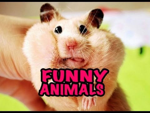 Best Funny Animal Videos Compilation 2014 NEW HD