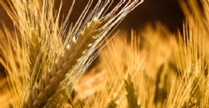 Buğday İthalatı Uyarısı