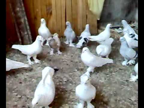 KusLaR Beyaz Mavi Güvercin