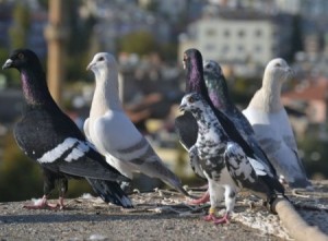 Güvercinlere  İsrail’den  füze