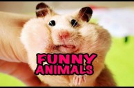 Best Funny Animal Videos Compilation 2014 NEW HD