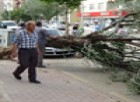 Karaman da Şiddetli Rüzgar Ağaçları Devirdi